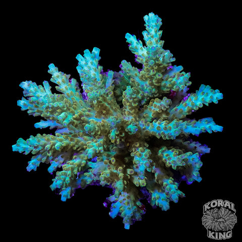 Aqua Breeze Acropora