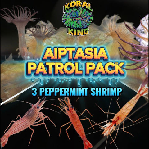 Aiptasia Patrol Pack (3 Peppermint Shrimp)
