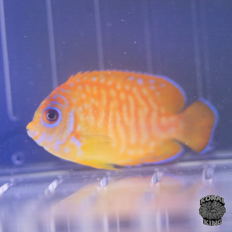 Leopyge Angelfish