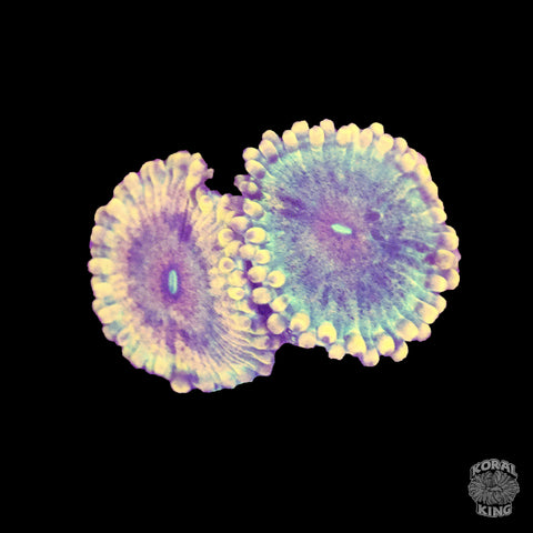 Fool's Gold Zoa - Koral King