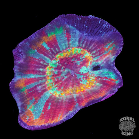 Rainbow Australomussa (Scolymia Vitensis)