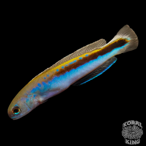 Oreni Tilefish