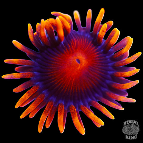 Bam Bam Zoa (Auction)