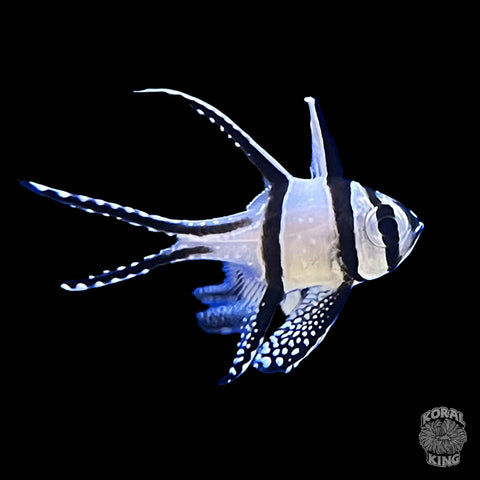 Banggai Cardinalfish