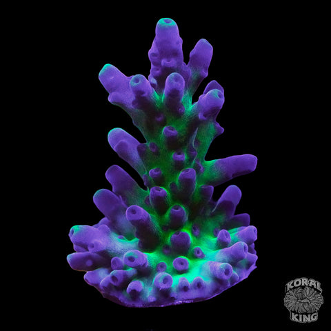 Barney Acropora