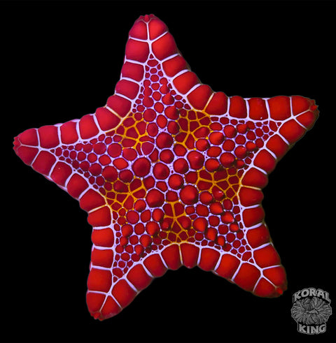 Red Biscuit Starfish