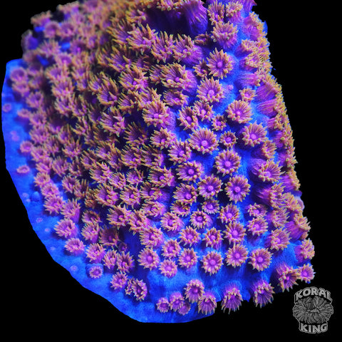 Bizzaro Cyphastrea Frag