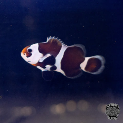 Black Storm Clownfish