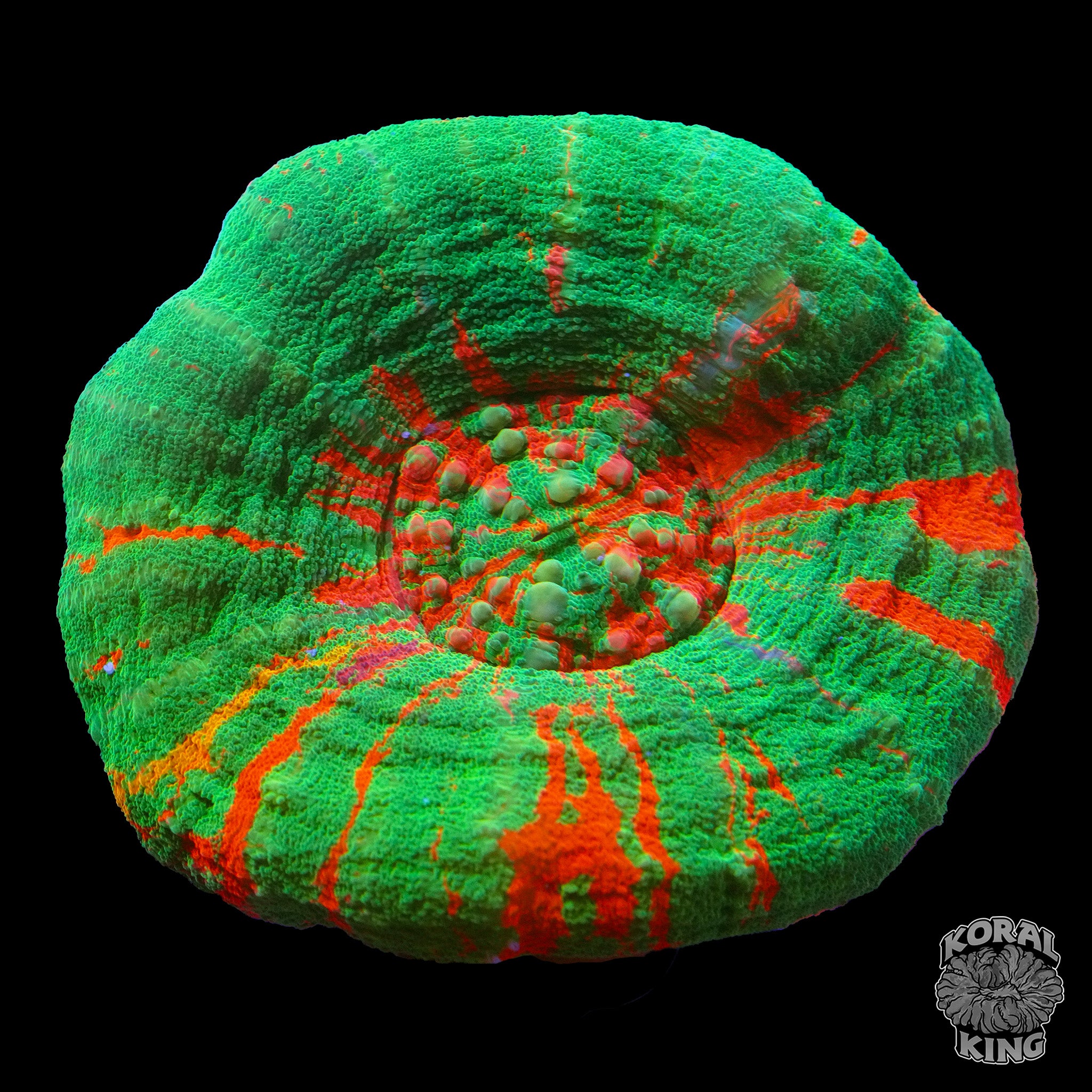 Bleeding Apple w/ Orange Scoly – Koral King