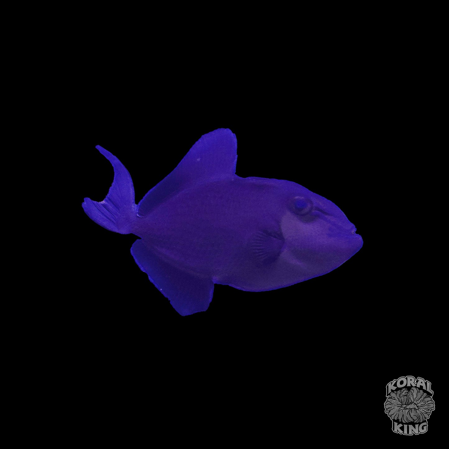 Blue Niger Trigger - Koral King