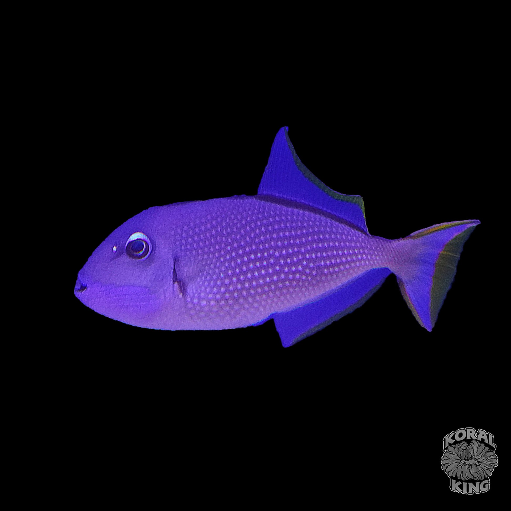 Blue Throat Triggerfish - Koral King