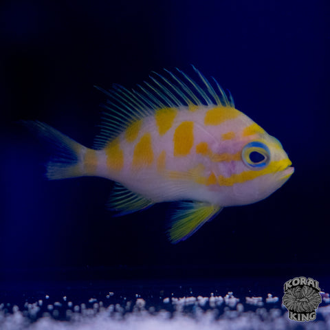 Borbonius Anthias
