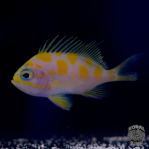 Borbonius Anthias