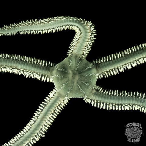 Fancy Green Brittle Starfish