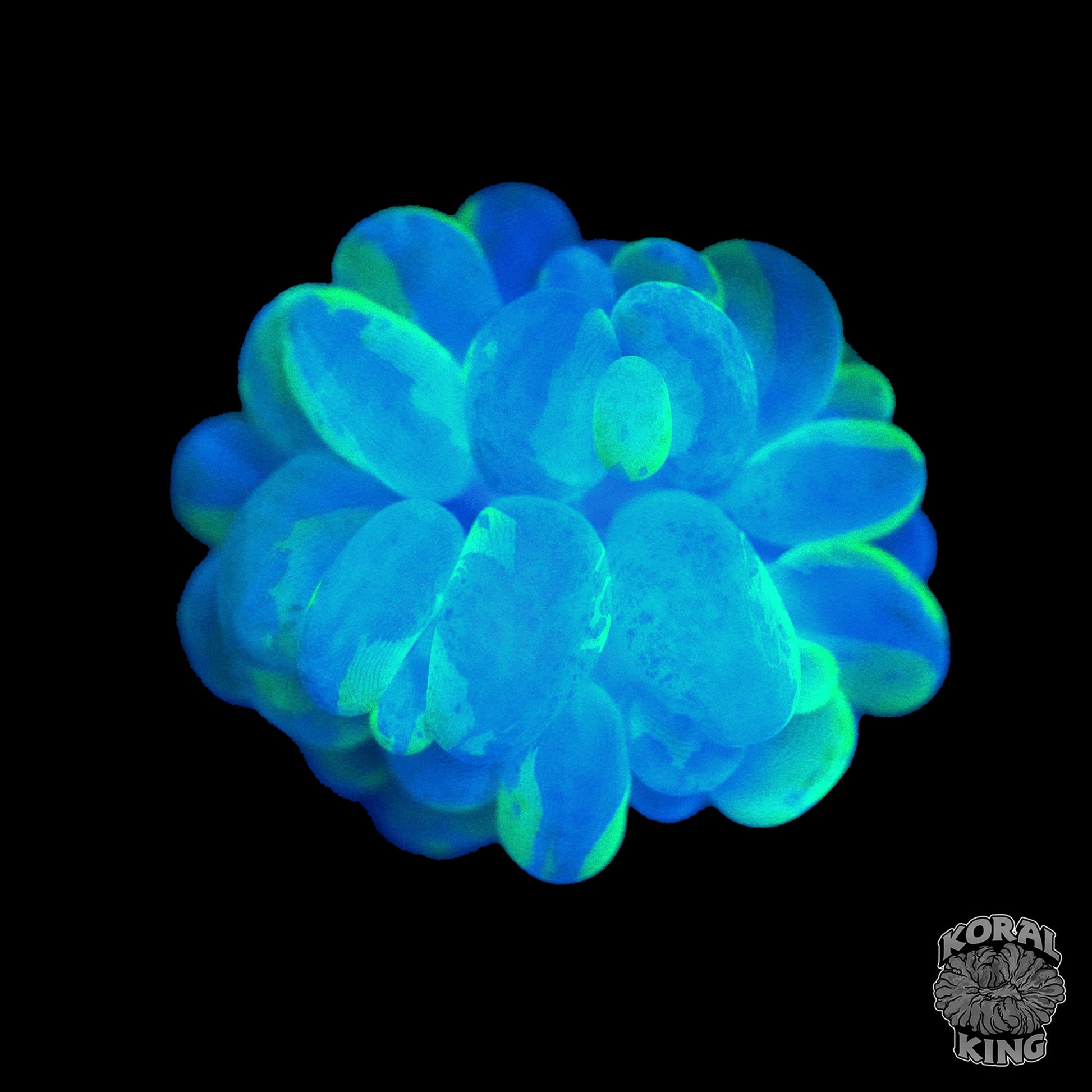 Splatter Bubble Coral - Koral King