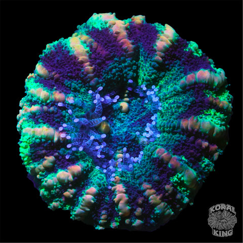 Green Button Scoly