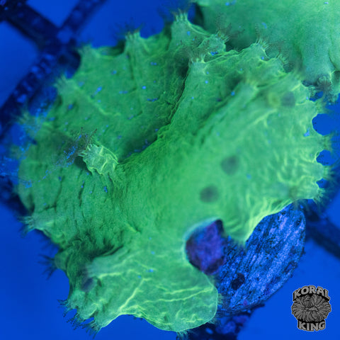Cabbage Leather Coral