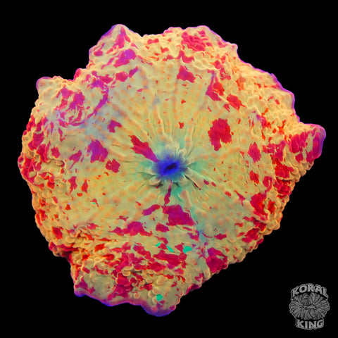 Jawbreaker Mushroom