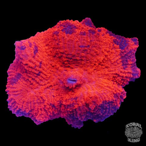 Candy Crush Mushroom