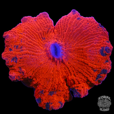 Candy Crush Mushroom
