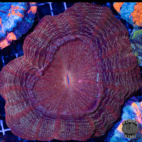 Mojave Moss Acantho