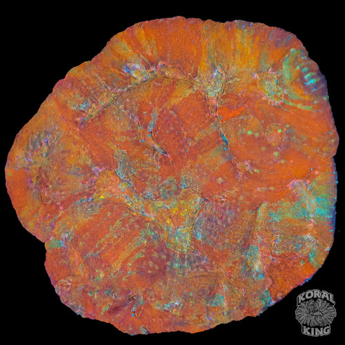 Orange Sherbet Australomussa