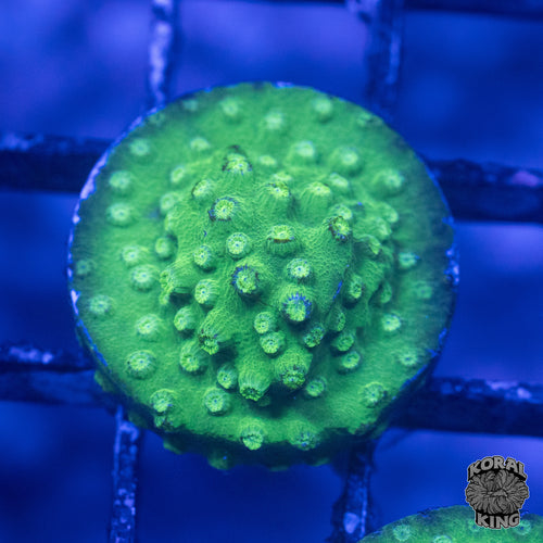 Green Cyphastrea
