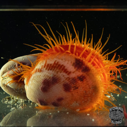 White Flame Scallop