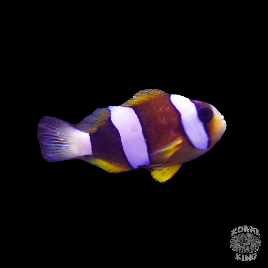 Clarkii Clownfish – Koral King