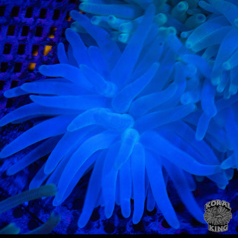 Condylactis Anemone