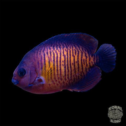 Coral Beauty