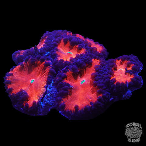 Burning Beauty Blasto