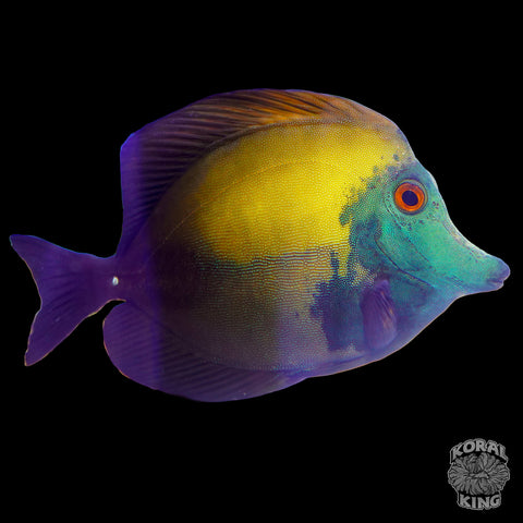 Crazy Blue Face Koi Tang