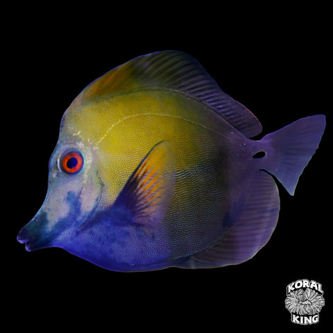 Crazy Blue Face Koi Tang