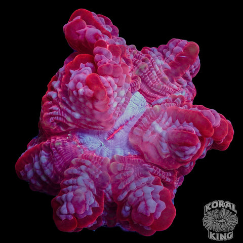 Red Cynarina