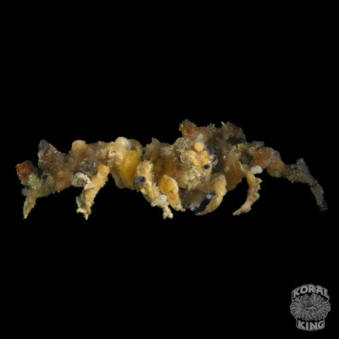 Spider Decorator Crab