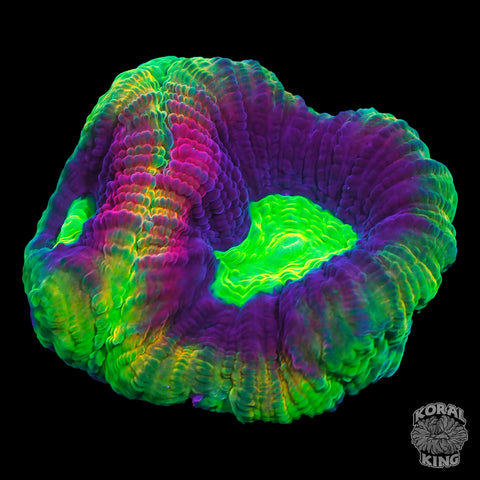 Dragon Soul Favia Frag