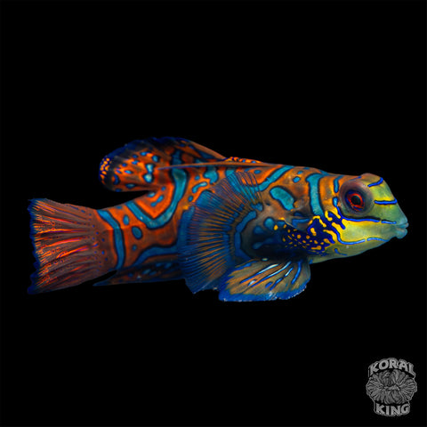 Red Mandarin Dragonet
