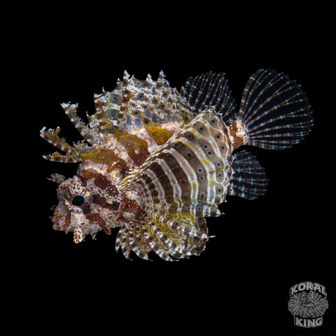 Fuzzy Dwarf Lionfish