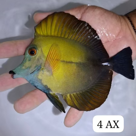 Blue Face Koi Tang (WYSIWYG)