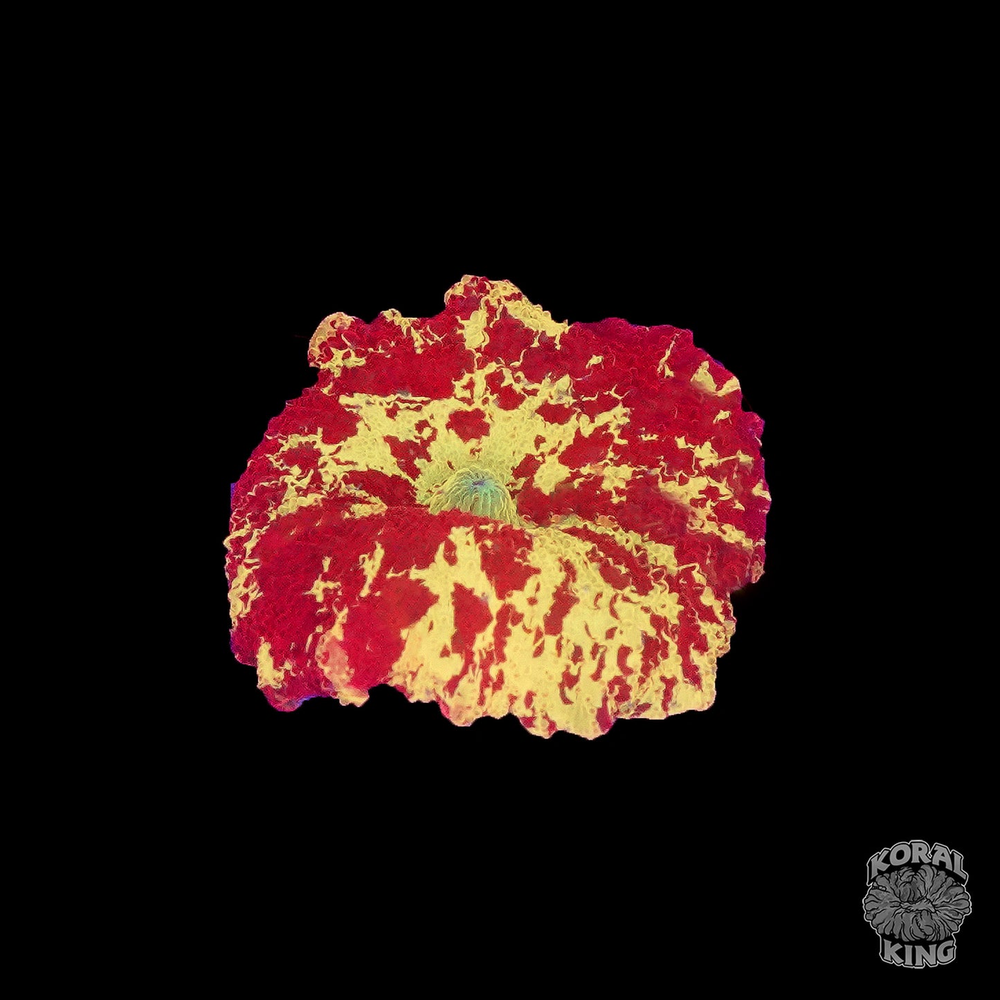 Eclectus Mushroom - Koral King
