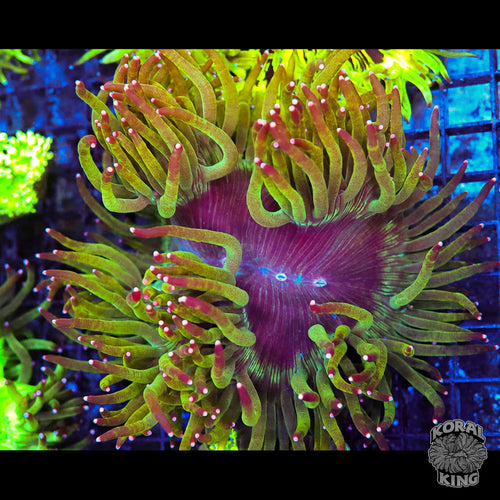 Elegance Colony