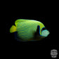 Emperor Angelfish - Koral King