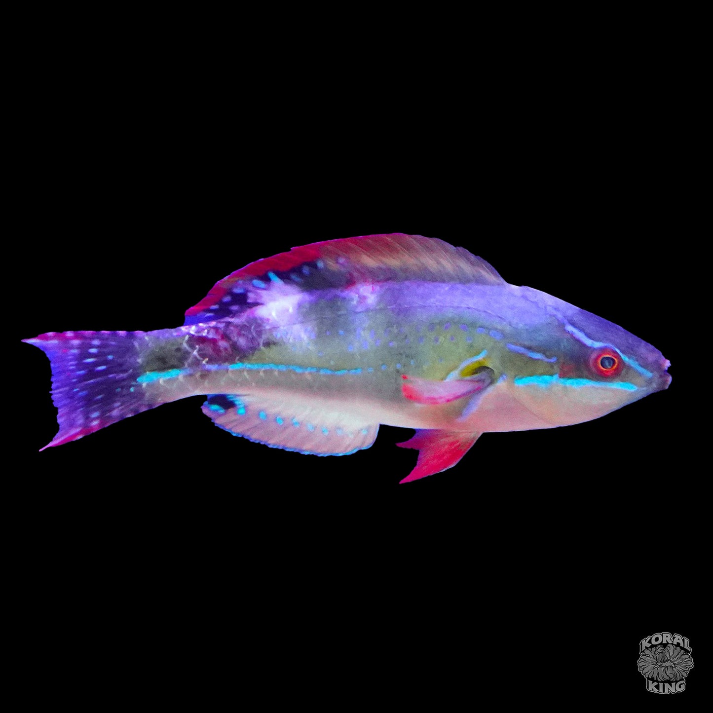 Exquisite Wrasse- Koral King