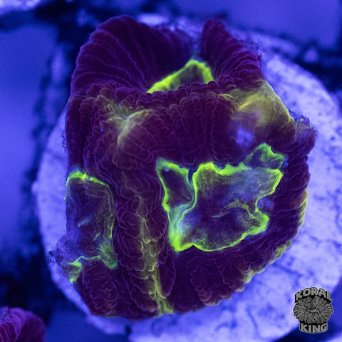 Supreme Dragon Soul Favia Frag