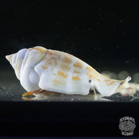 Fighter Conch