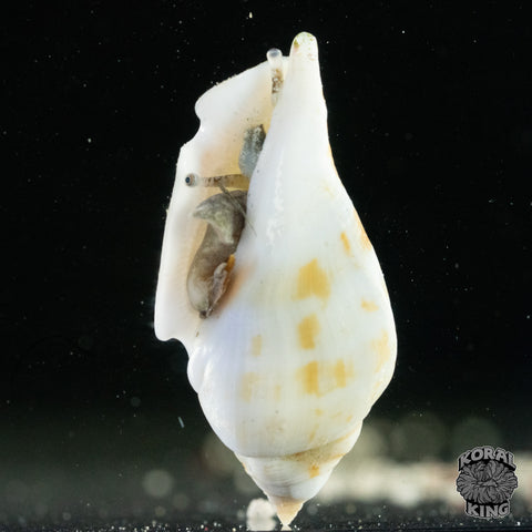 Fighter Conch
