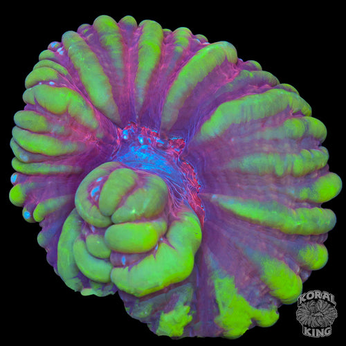 Fiona's Transformation Cynarina