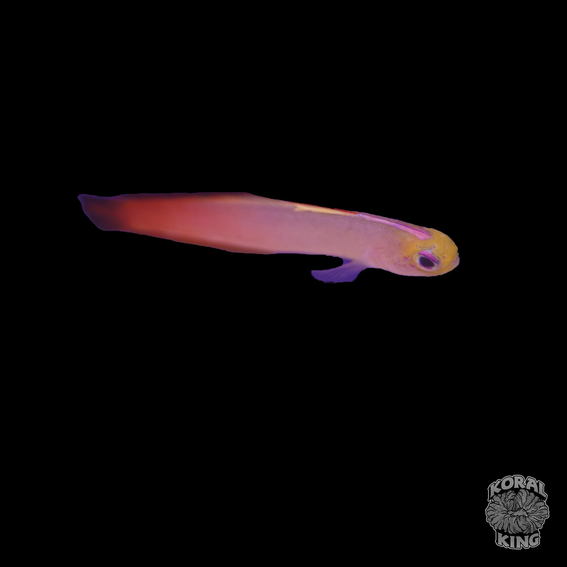 Firefish Goby - Koral King