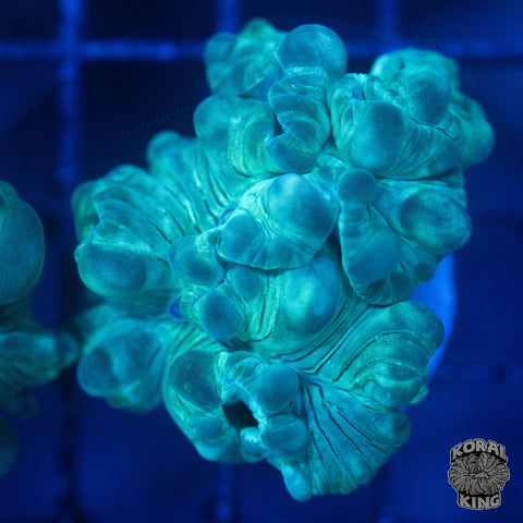 Fox Coral